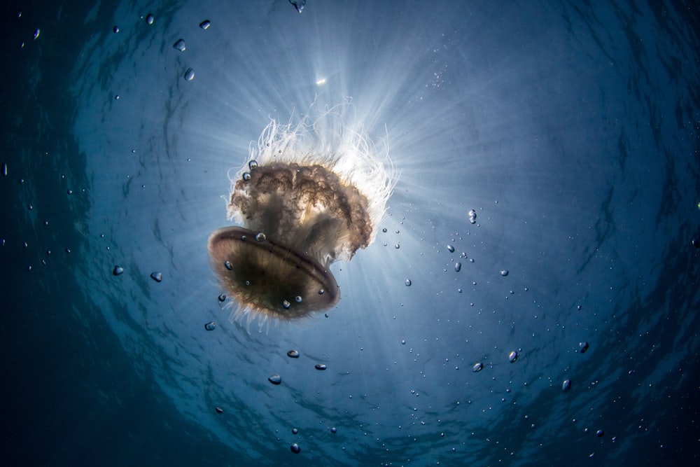 underwater photography of brown jellyfish