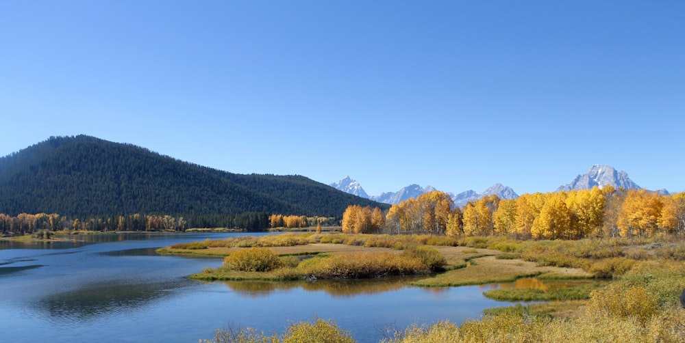 body of water and trees at daytime