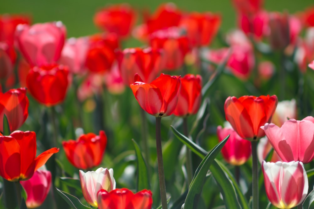 Selektive Fokusfotografie von roten Blumen