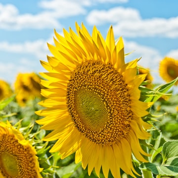 Cover Image for Summer Solstice Celebration