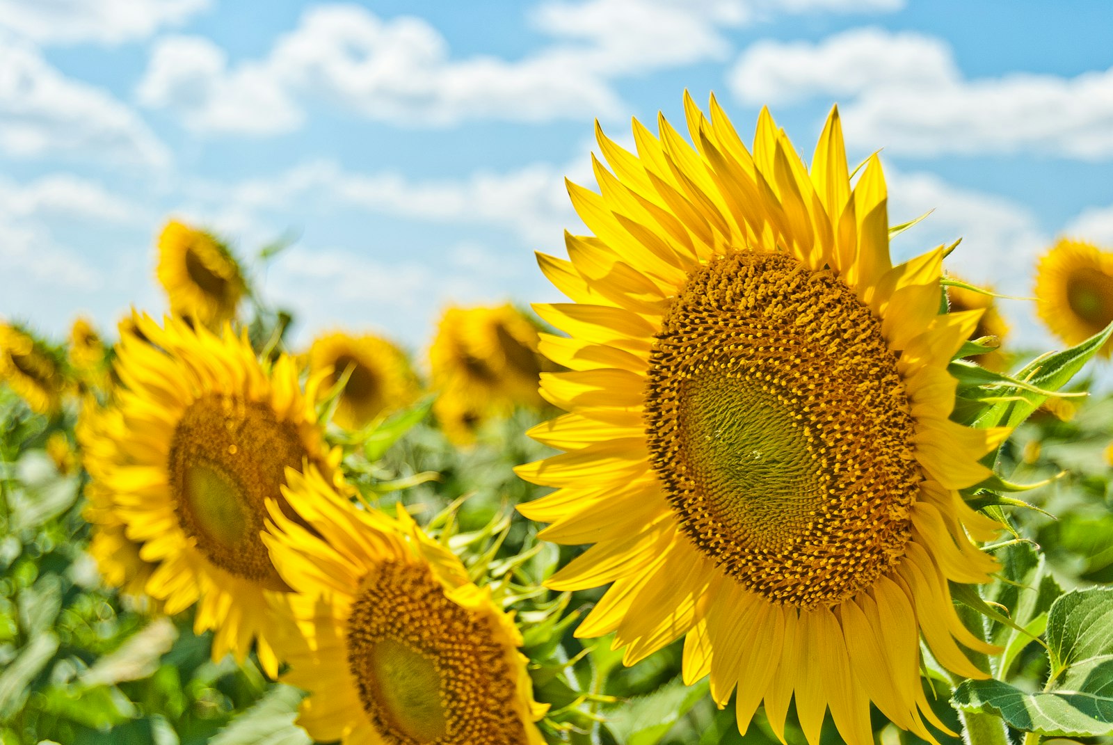 Nikon D60 + Nikon AF-S DX Nikkor 18-55mm F3.5-5.6G II sample photo. Yellow sunflowers during daytime photography