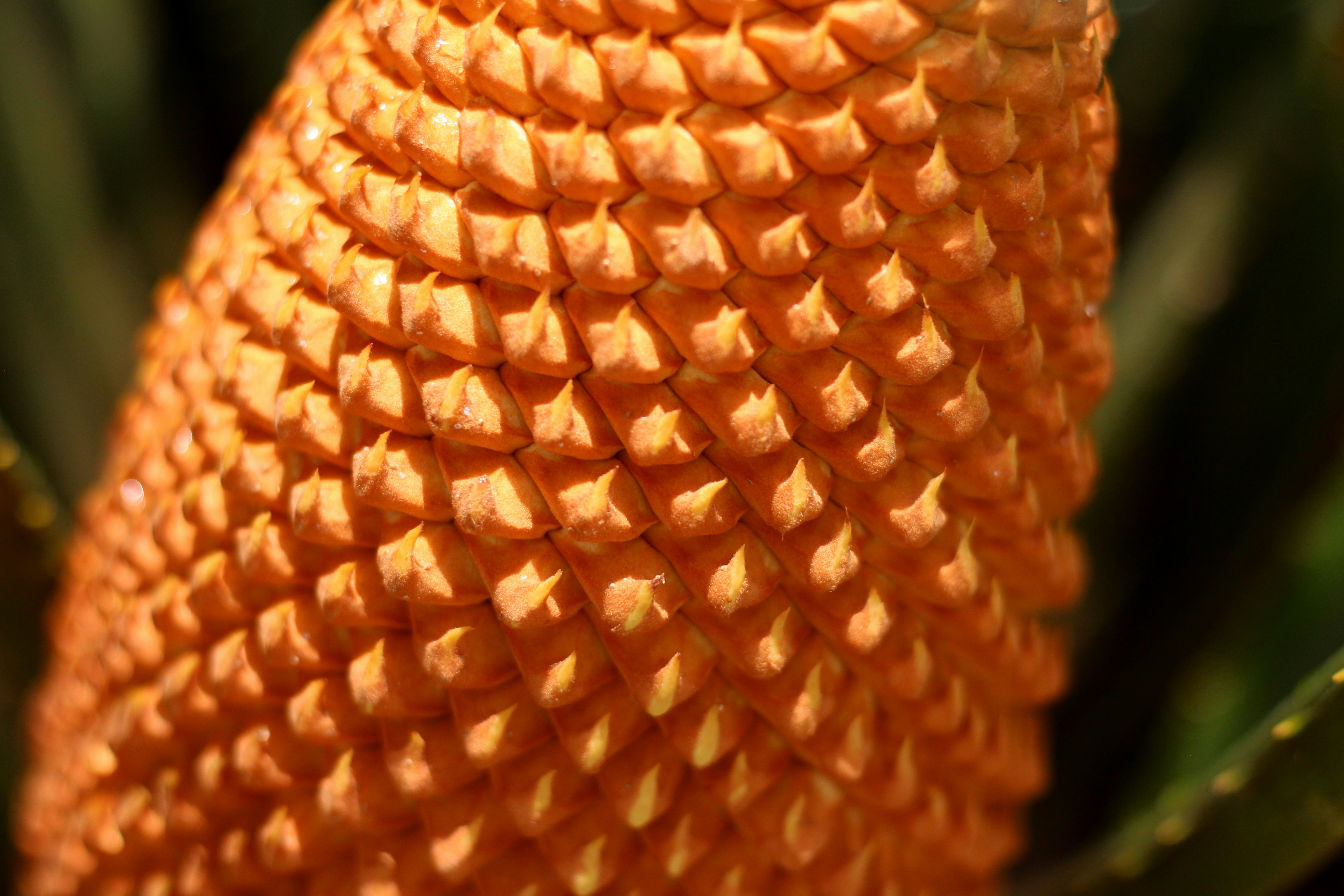 Free Unsplash photo from Luiz Paulo Valença