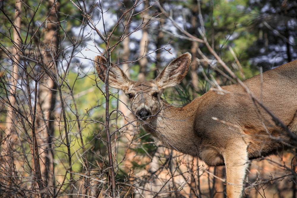 brown deer on brown grass during daytime