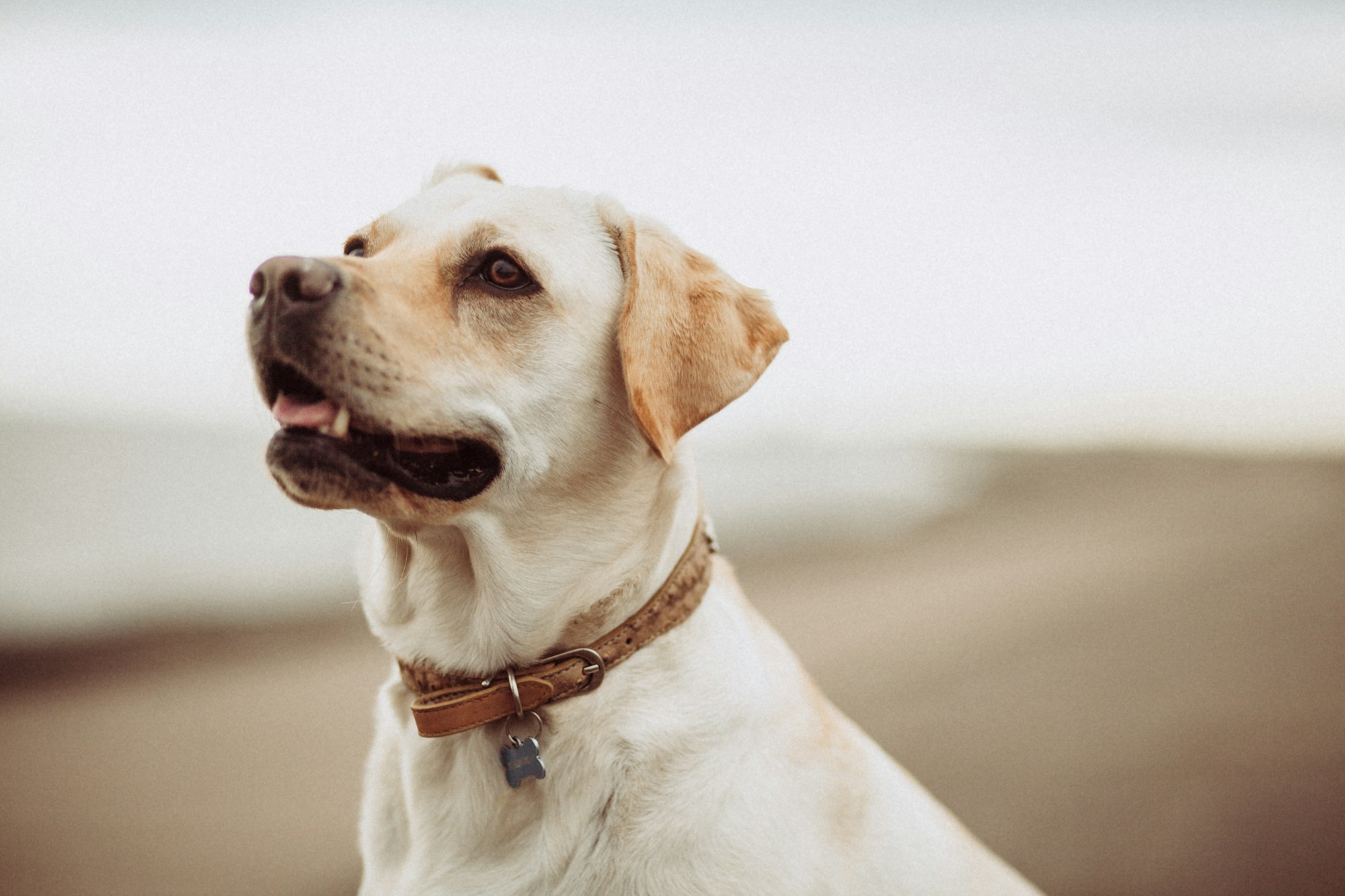 short-coated white dog having brown collar