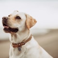 short-coated white dog