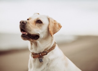 short-coated white dog