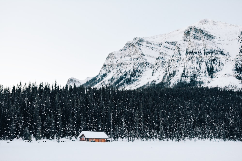 snow-covered cabin near forest