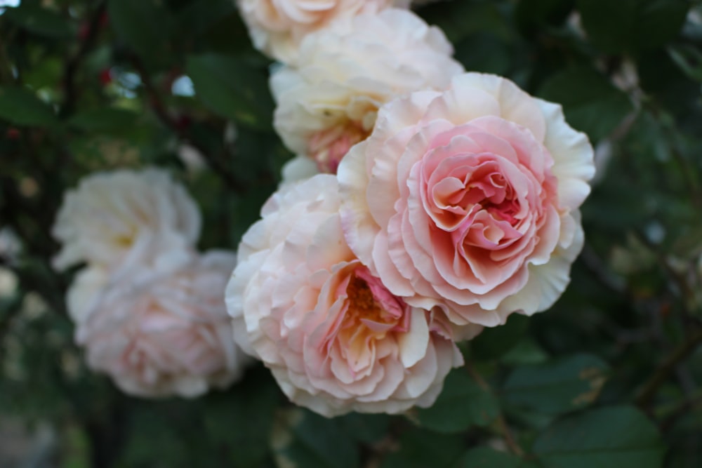 closeup photo of pink and white rose flowers during daytime