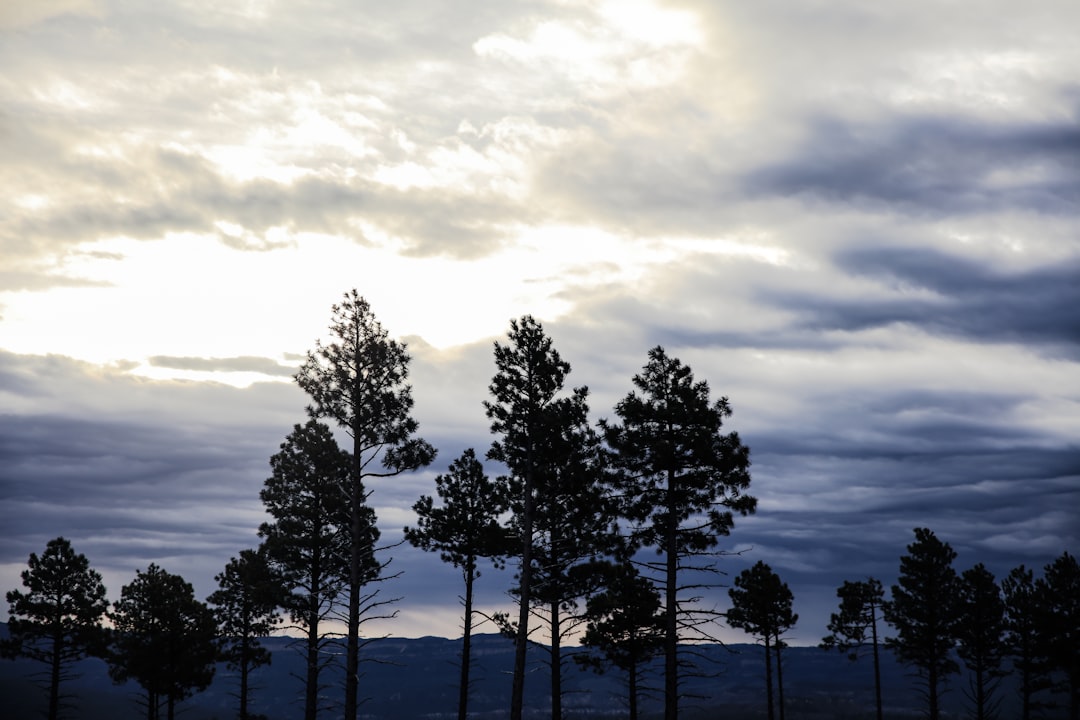 green trees under cloudy sky during daytime