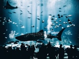 A large aquarium tank filled with various marine life including a whale shark, manta rays, and numerous smaller fish. Silhouettes of people watch from the foreground as fish swim in illuminated blue water.
