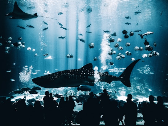 A large aquarium tank filled with various marine life including a whale shark, manta rays, and numerous smaller fish. Silhouettes of people watch from the foreground as fish swim in illuminated blue water.