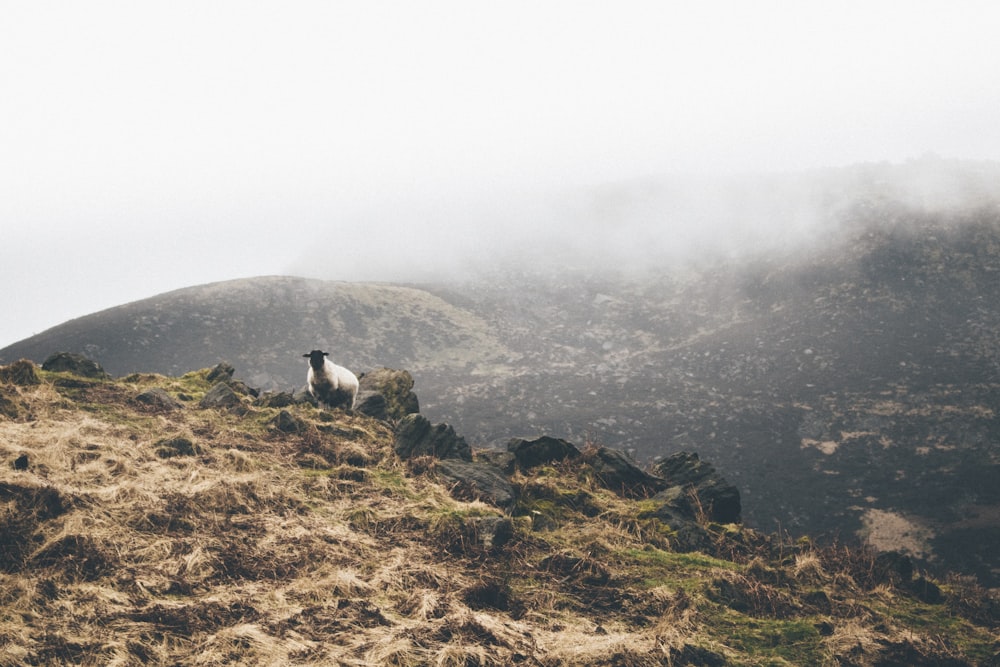 white sheep on hilltop during daytime