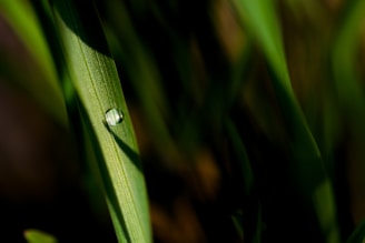 A close-up of a dewdrop on a leaf reflecting morning light.