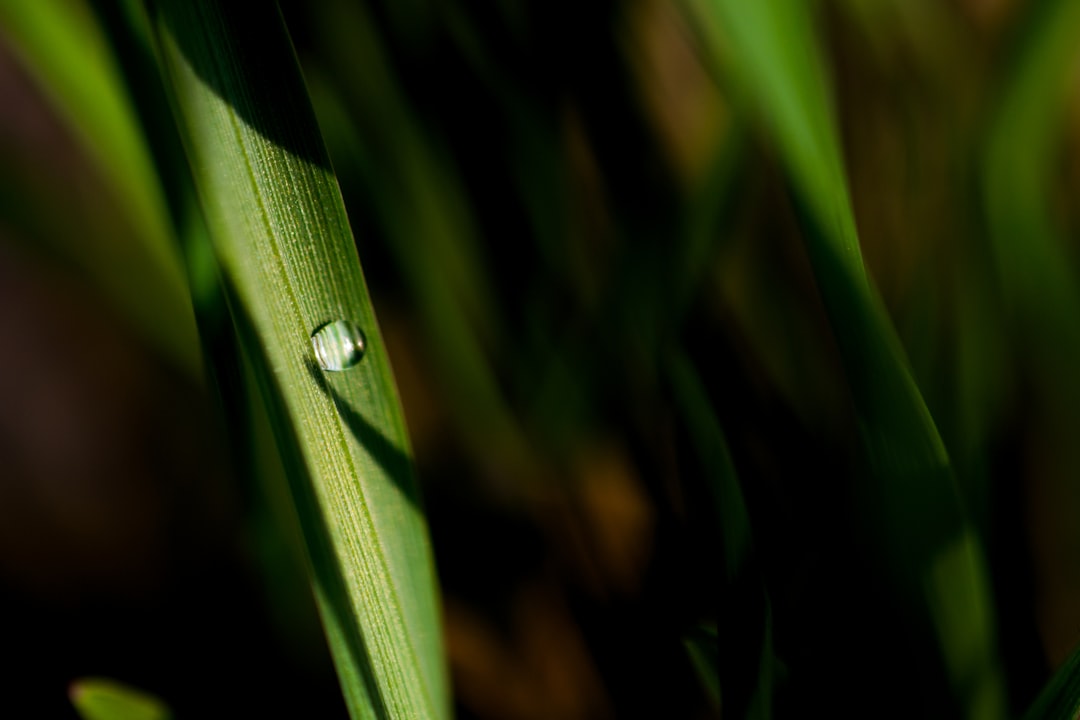 dew on leaf