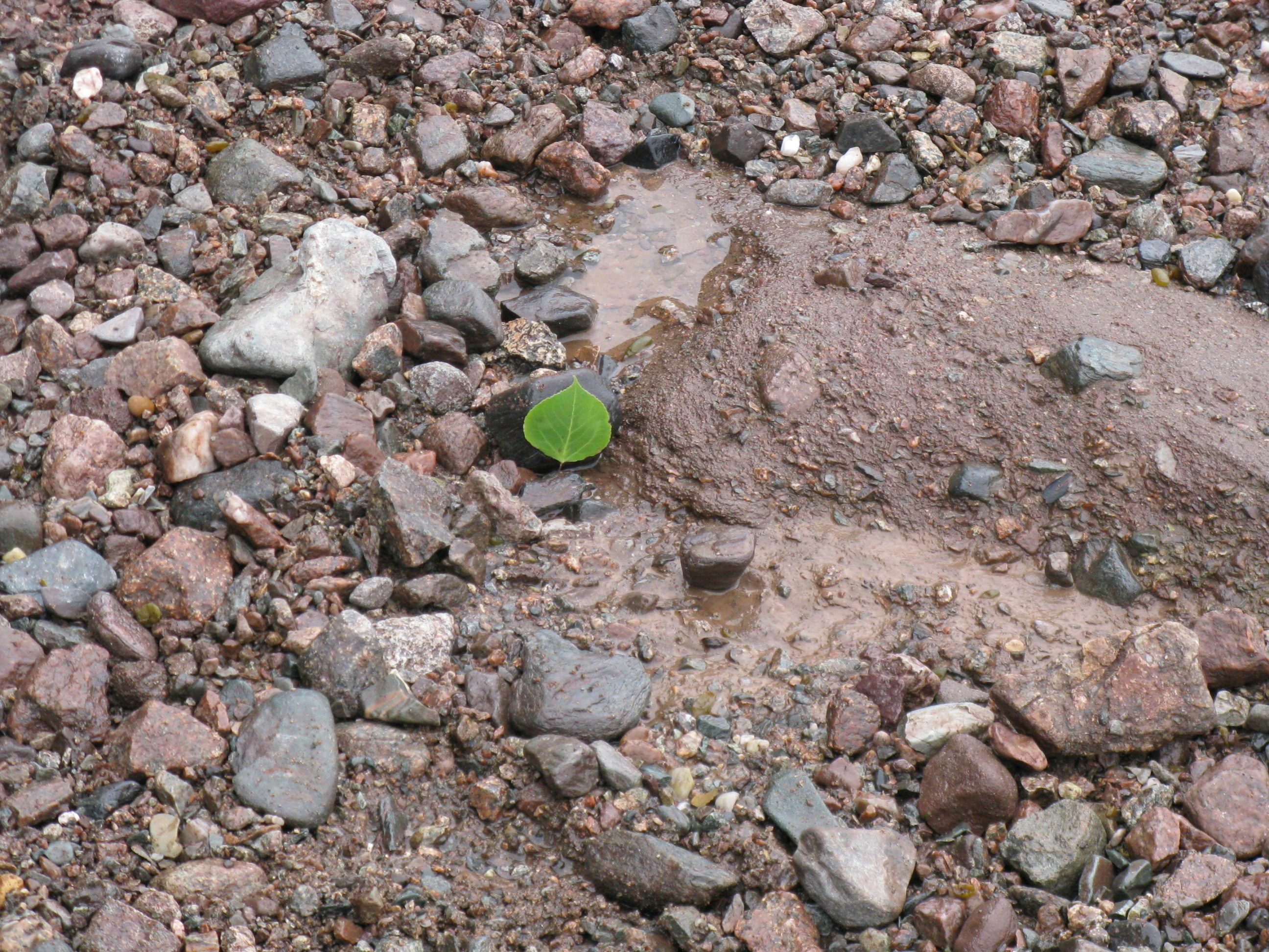 Free Unsplash photo from Melissa Compton