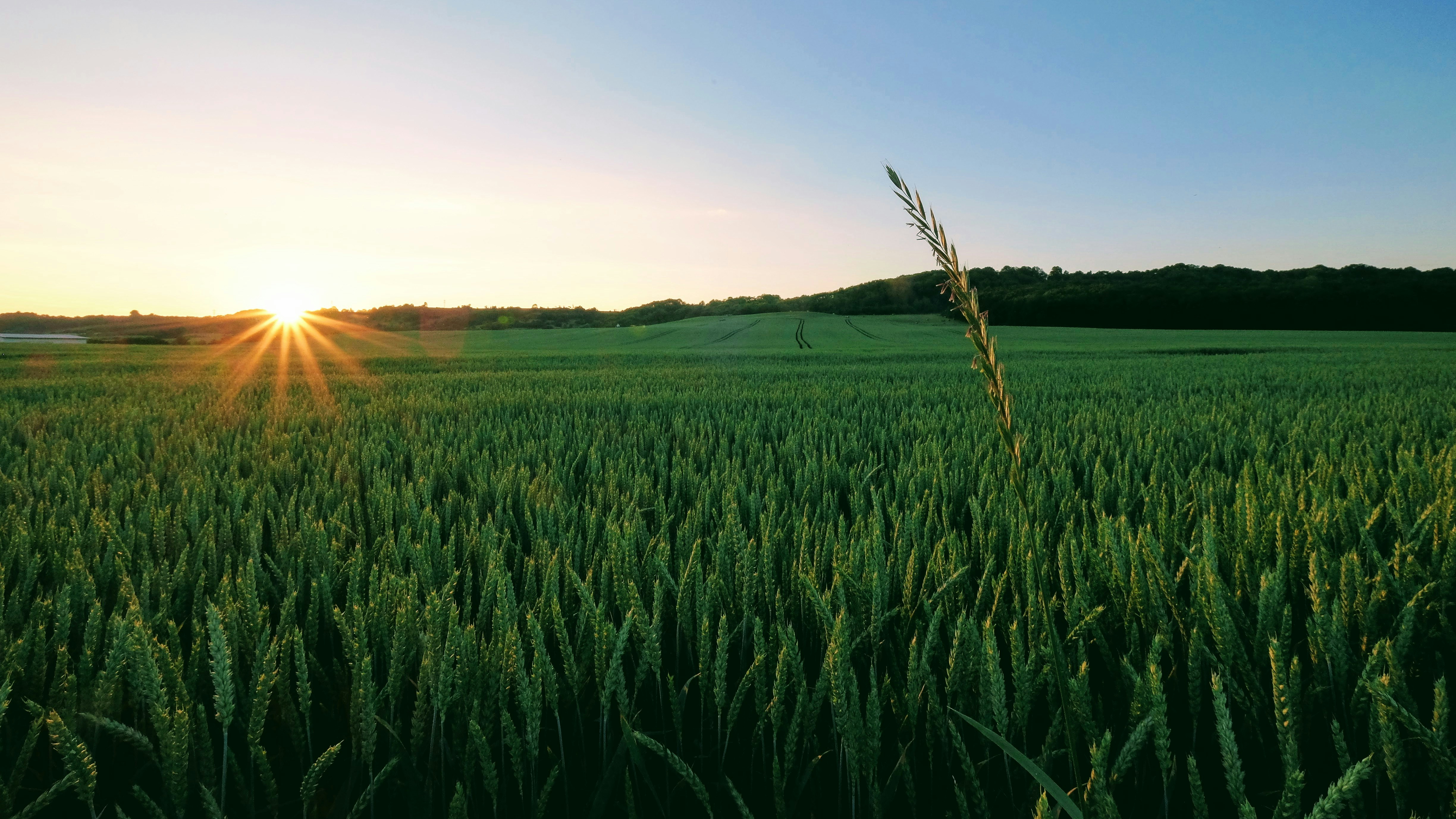 Free Unsplash photo from Roman Kiselev