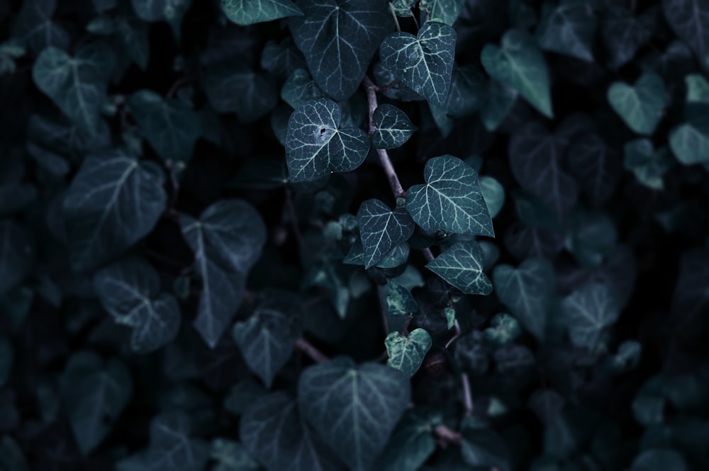 planta de folha verde na foto de closeup