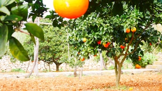 A lush orchard with multiple orange trees bearing ripe oranges. The ground is covered with dry soil, and there's a stone wall in the background. The foliage is dense and green, with many bright orange fruits hanging from the trees.