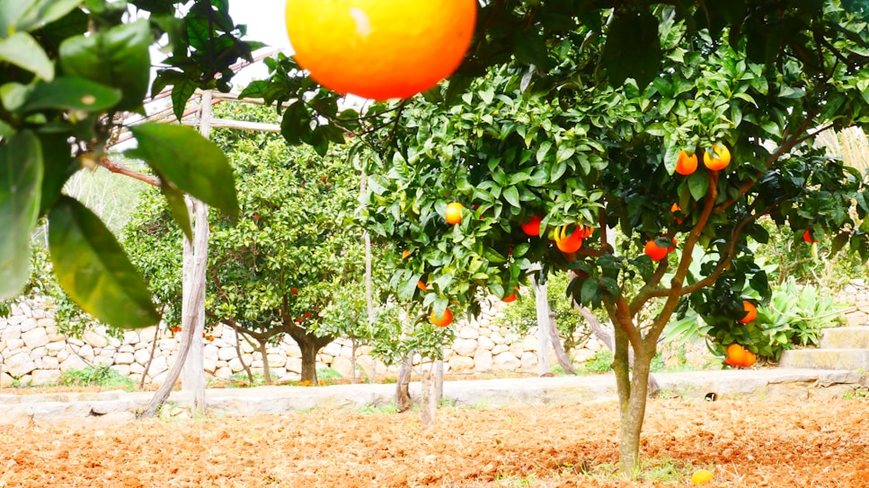 A lush orchard with multiple orange trees bearing ripe oranges. The ground is covered with dry soil, and there's a stone wall in the background. The foliage is dense and green, with many bright orange fruits hanging from the trees.