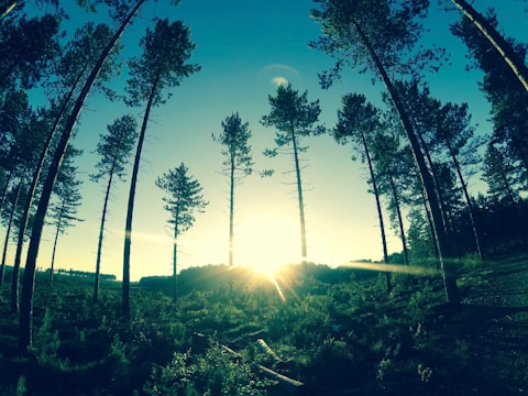 Community members planting trees along the Amazon riverbank at sunrise