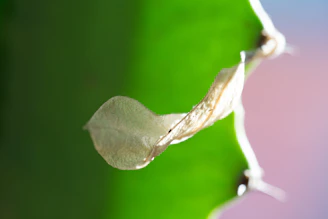 A serene close-up of a delicate haiku leaf resting on soft, textured paper with gentle natural light.