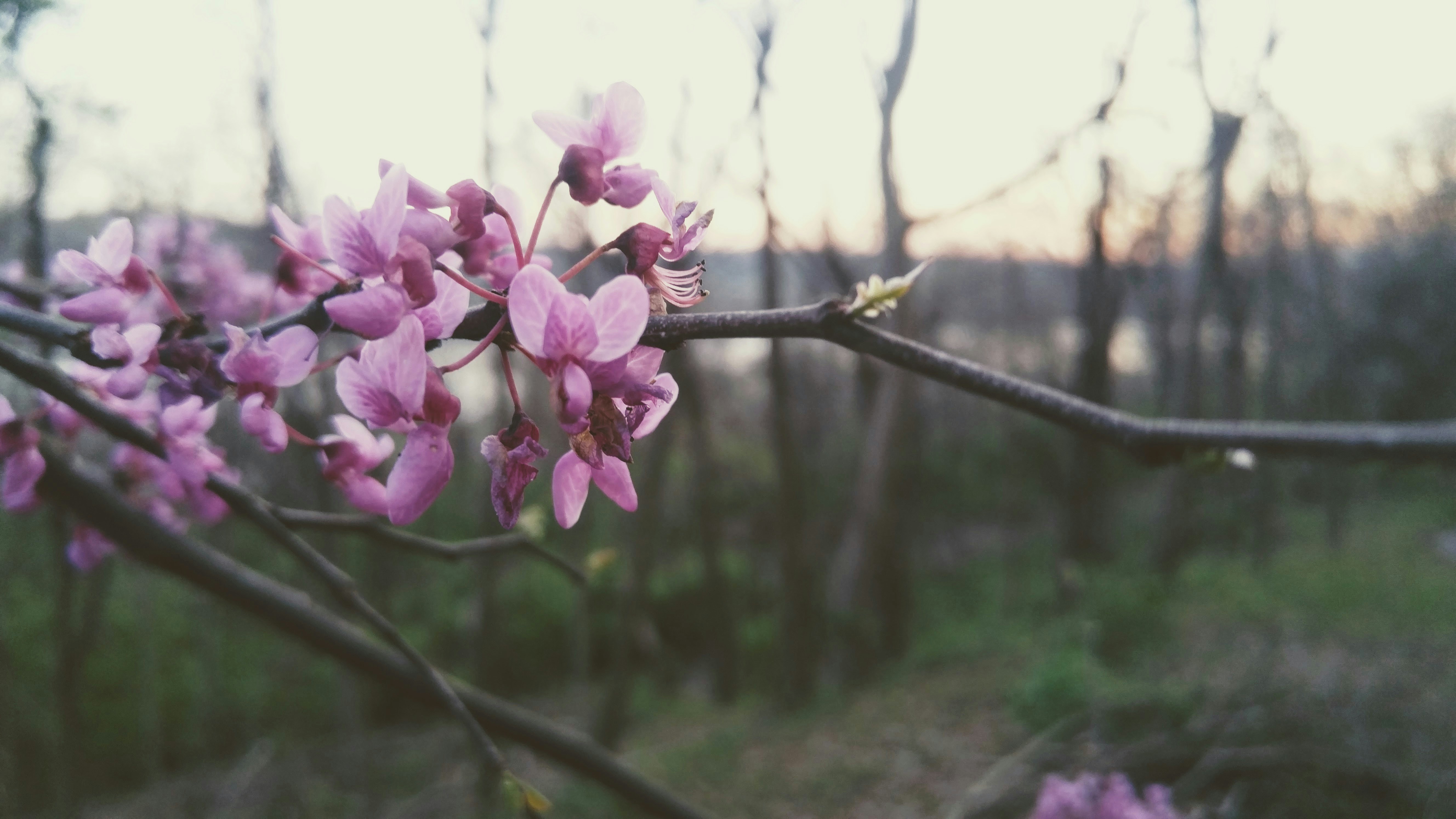 Free Unsplash photo from Theodore Barr