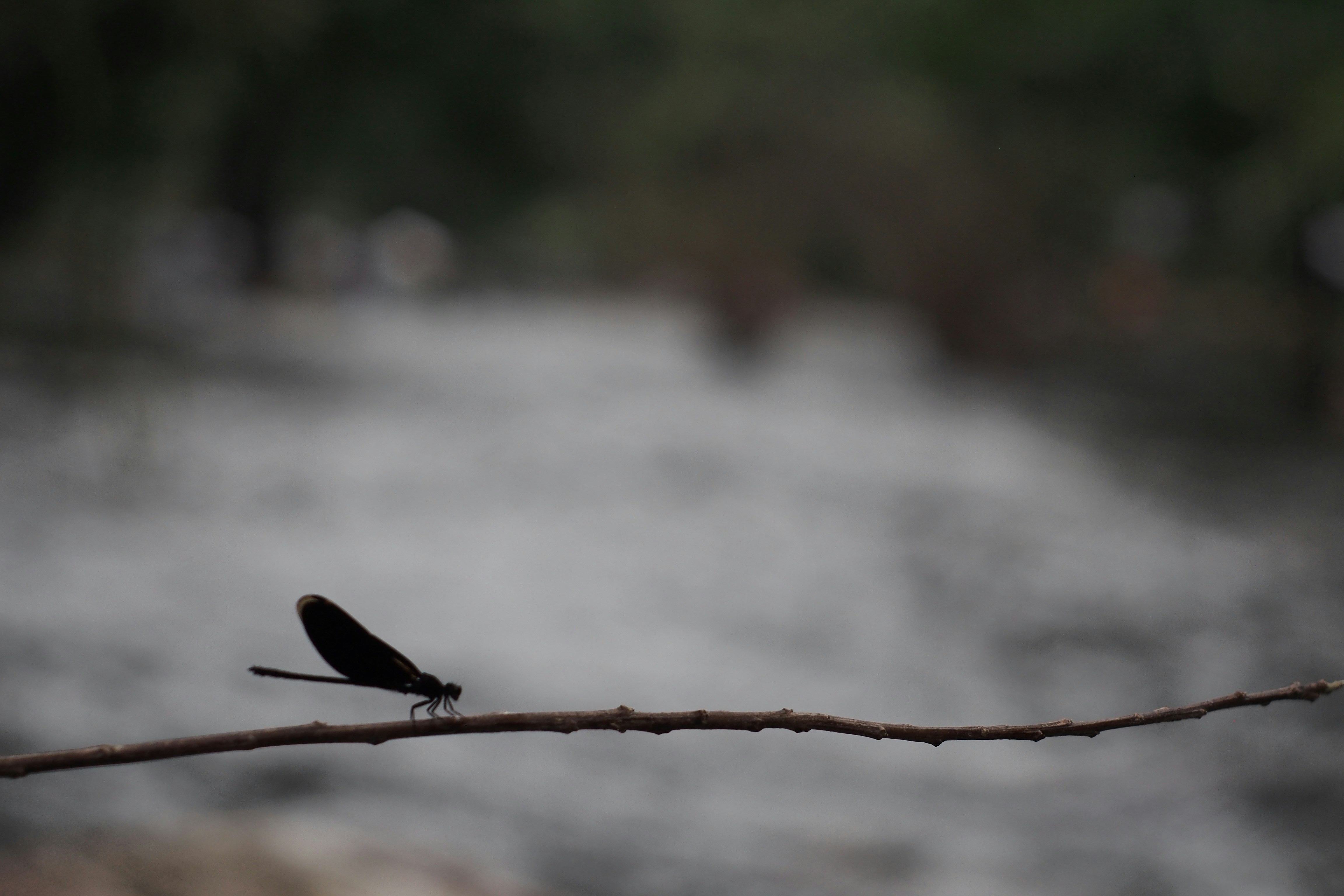 Free Unsplash photo from Jongjit Pramchom