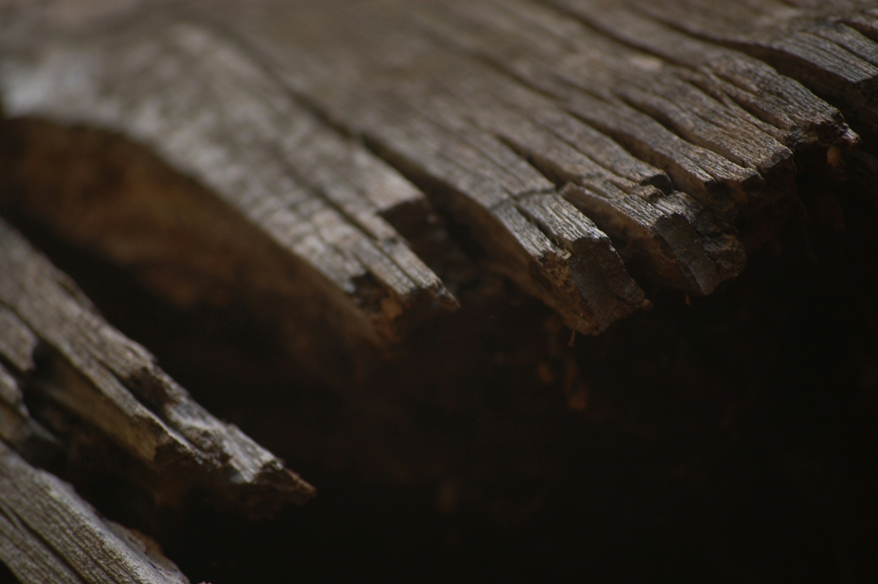 Free Unsplash photo from Noah Arsenault