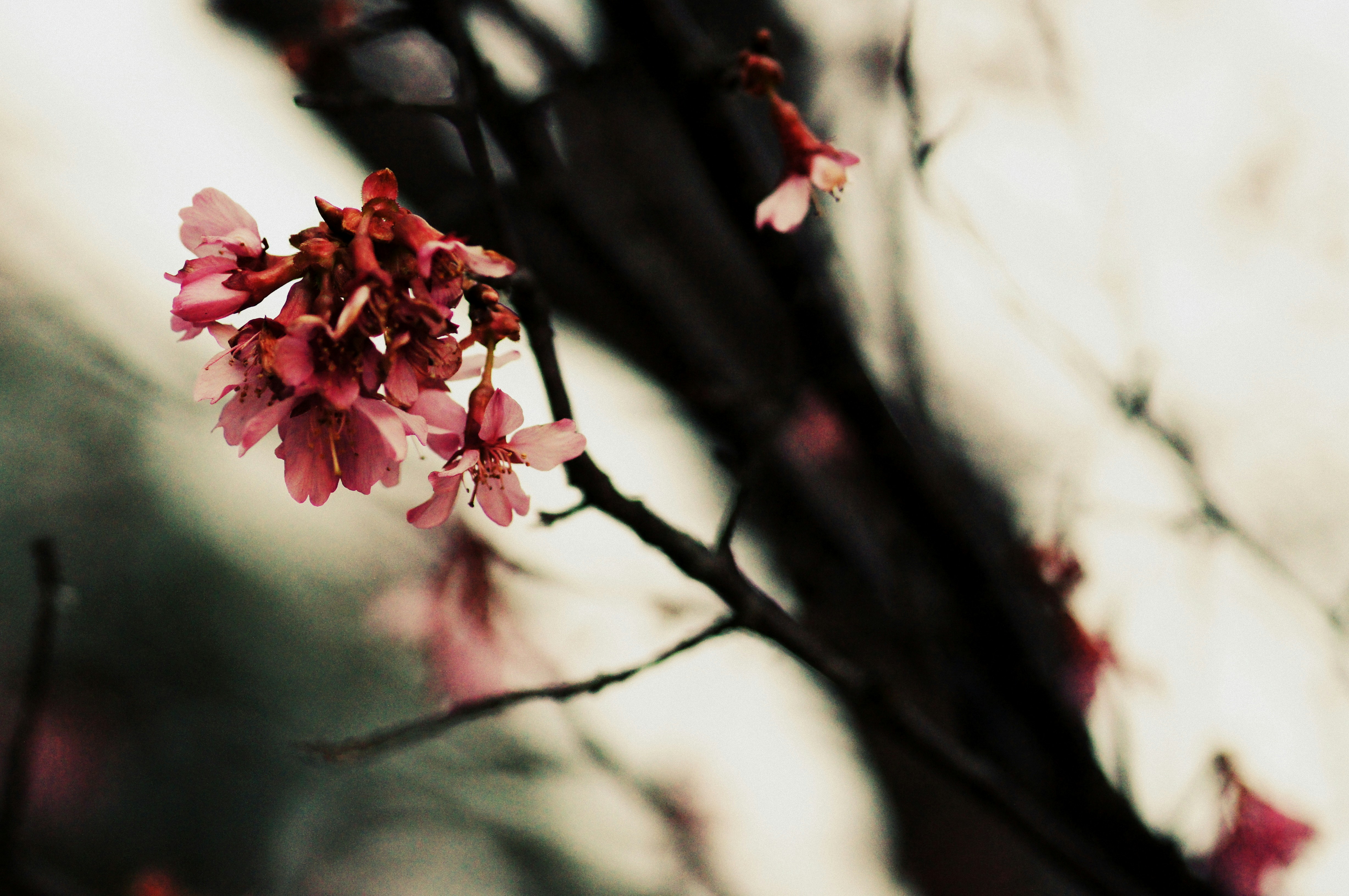 Free Unsplash photo from Noah Arsenault