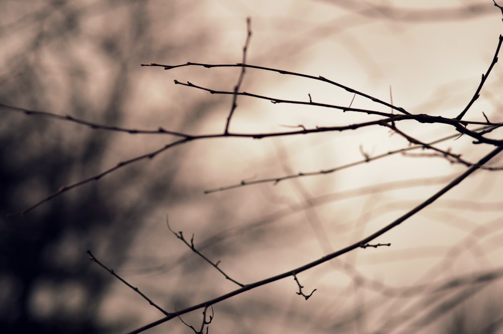 silhouette of twig