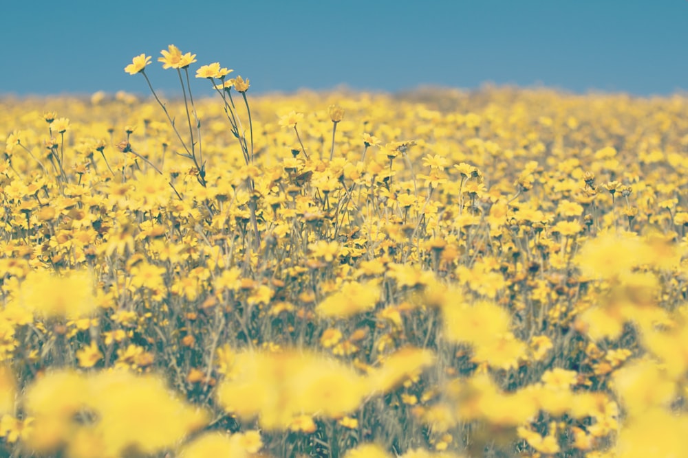 Photo de mise au point peu profonde de fleurs jaunes