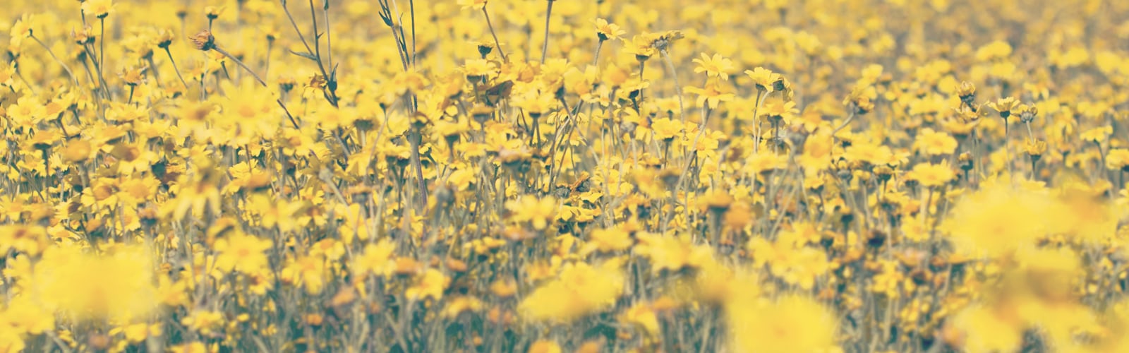 yellow | 5 best free yellow, flower, plant and background photos on