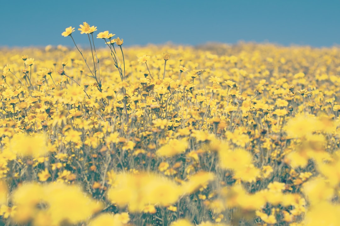 shallow focus photo of yellow flowers, Wild | Instagram: @timmossholder