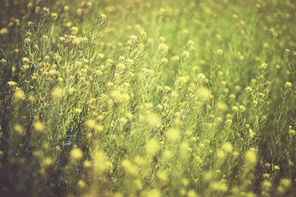 fleurs vertes et jaunes