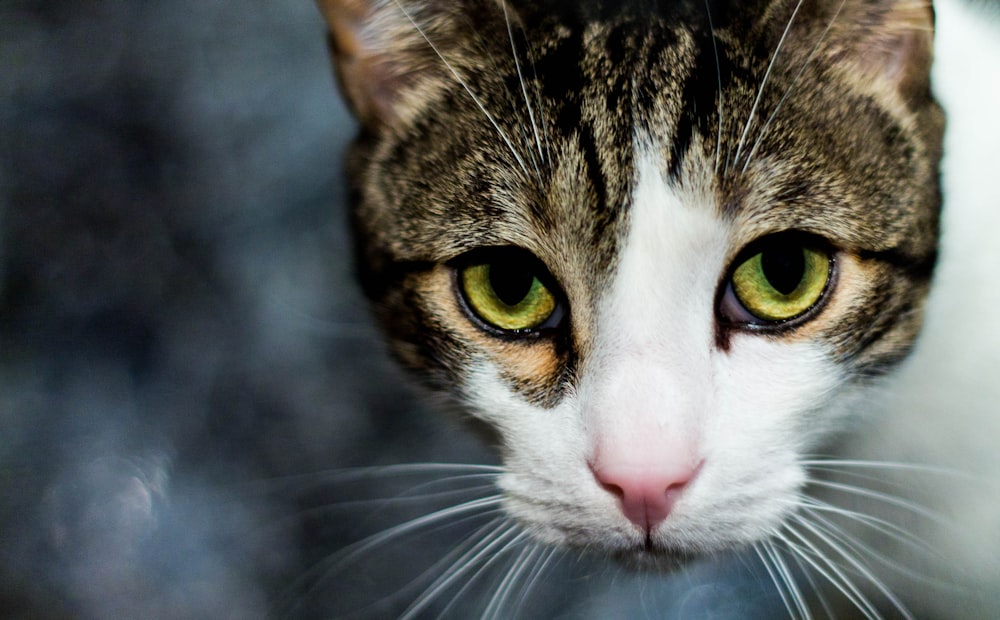 Fotografía de enfoque selectivo de gato marrón y blanco