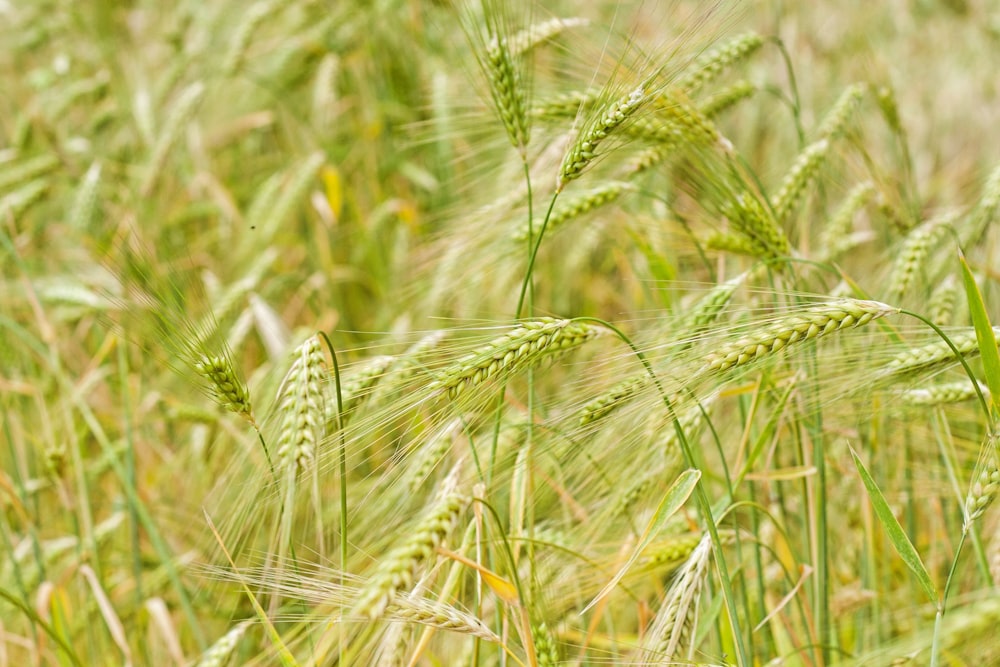 green wheat