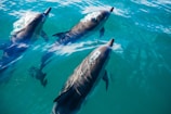 three dolphins swimming in body of water