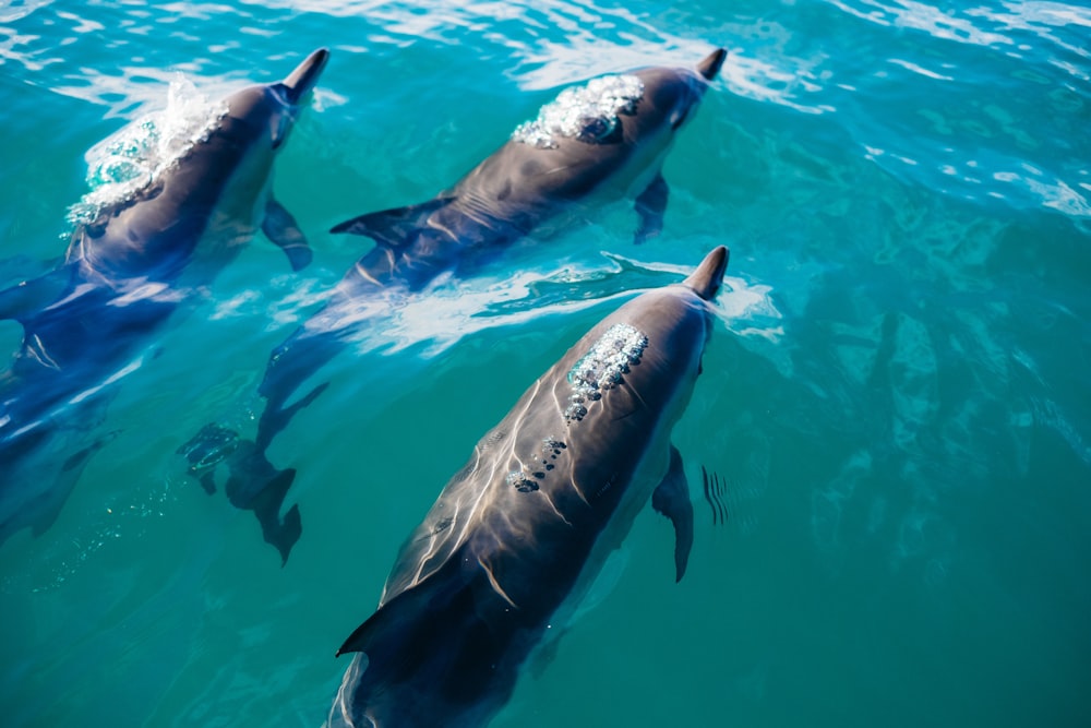 tre delfini che nuotano in uno specchio d'acqua