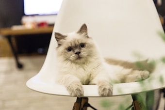 A fluffy, light-colored cat with blue eyes reclines comfortably on a modern, white chair. The background is slightly blurred, giving prominence to the cat. A cozy indoor setting is suggested by the faint view of a table and a screen in the background.