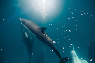 A serene moment of a small group floating quietly among wild dolphins under a bright sunny sky.