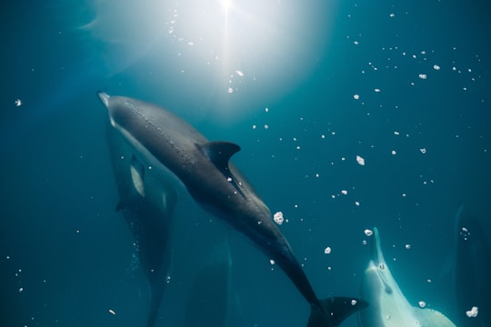 dolphin under the sea in Kaikoura New Zealand