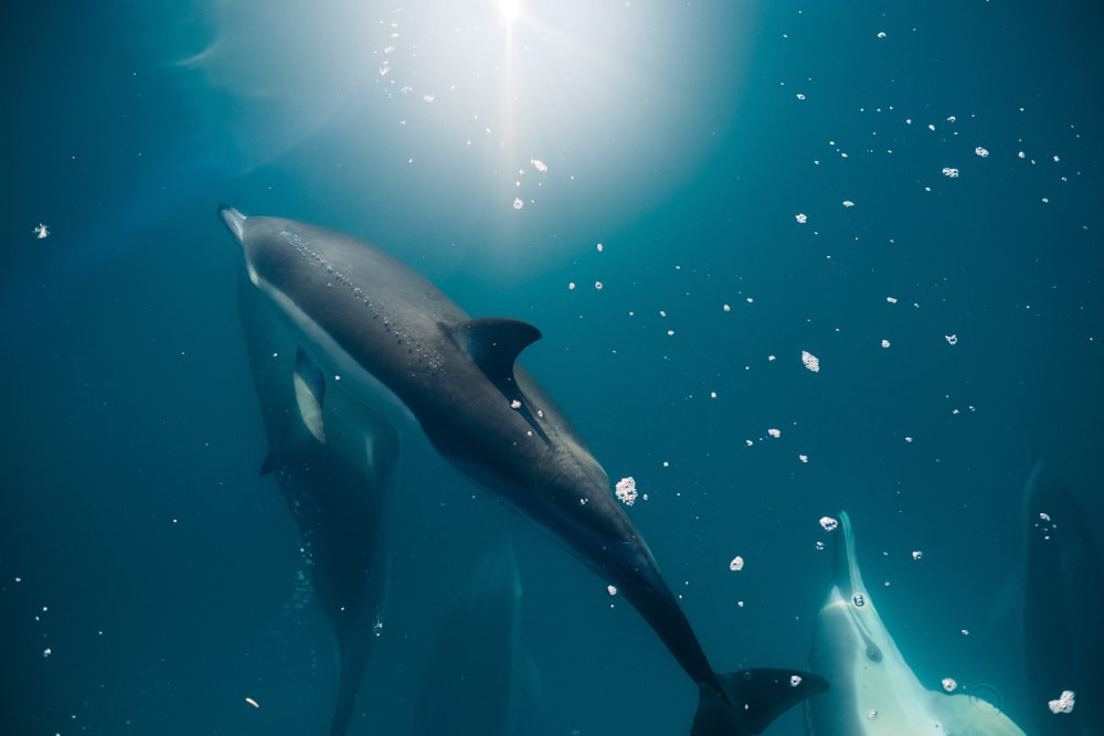 Delfin unter dem Meer