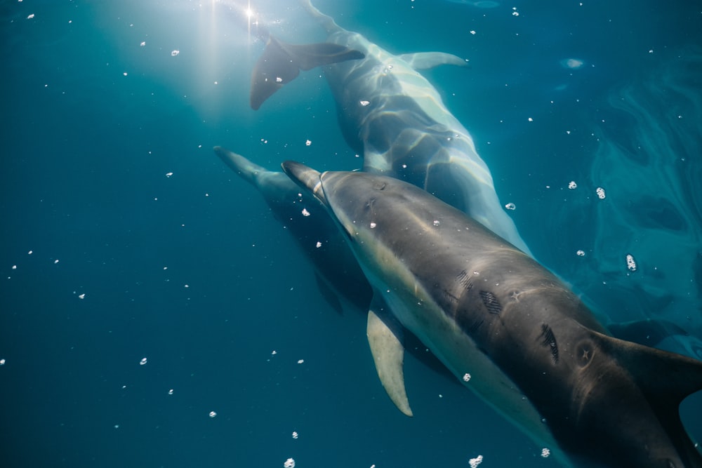 fotografia subaquática de três golfinhos