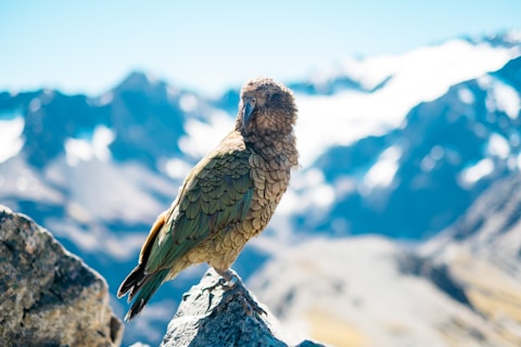 new zealand itinerary