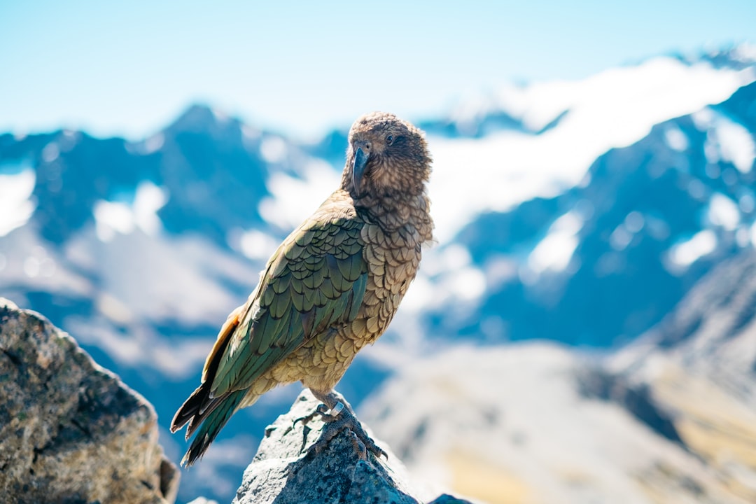 Wildlife photo spot Arthur's Pass Canterbury