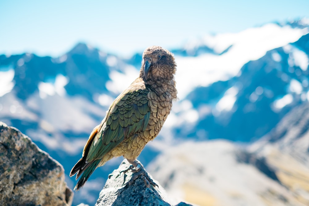 昼間の山の岩の上の灰色と緑の鳥の浅い焦点写真