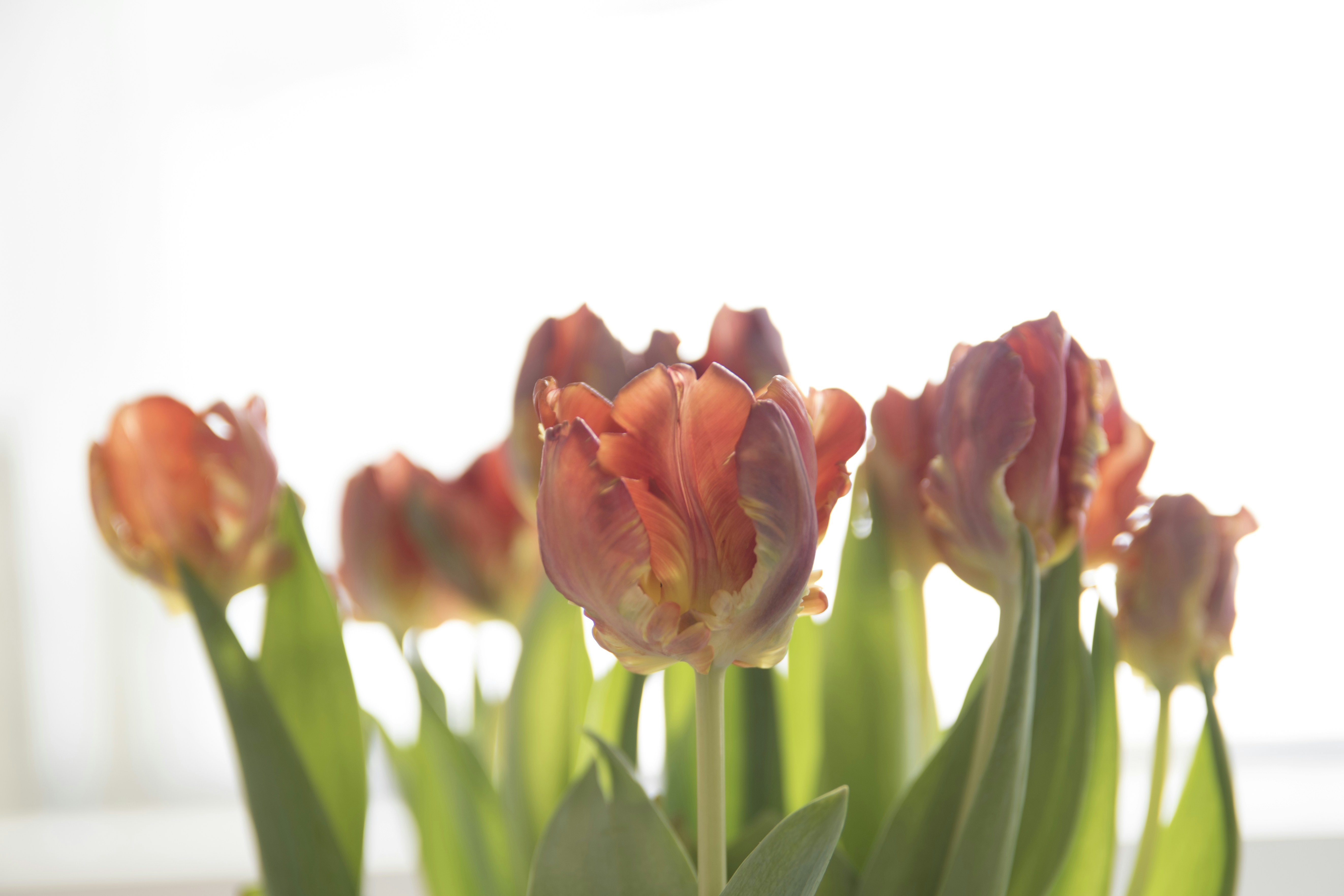 Free Unsplash photo from Christian Appelsved