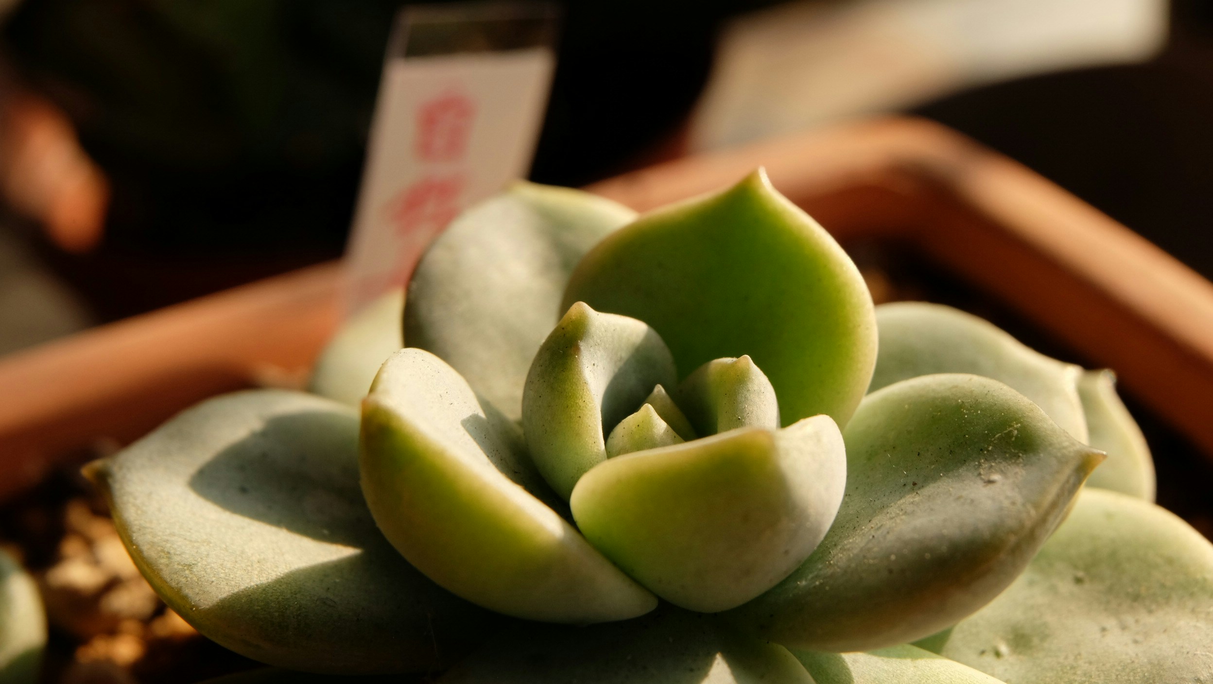 Free Unsplash photo from mingchi chen