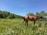 A serene horse standing in a lush green field under a clear blue sky.