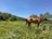 A serene horse standing in a lush green field under a clear blue sky.